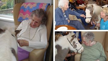 Pony therapy at Penrith care home